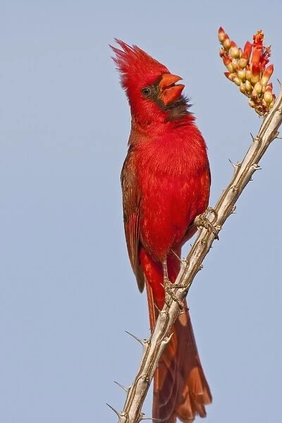 USA, Arizona, Pima County. Northern cardinal singing while perched on a blooming ocotillo cactus