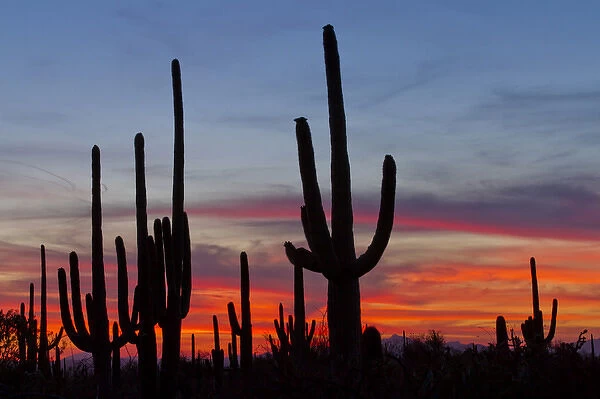 USA, Arizona, Pima County, Saguaro National Park, Sonoran Desert. Saguaro cacti and sunset