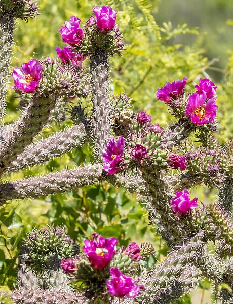 USA, Arizona, Portal. Blooming cactus. Fred Lord  /  Jaynes Gallery  /  DanitaDelimont