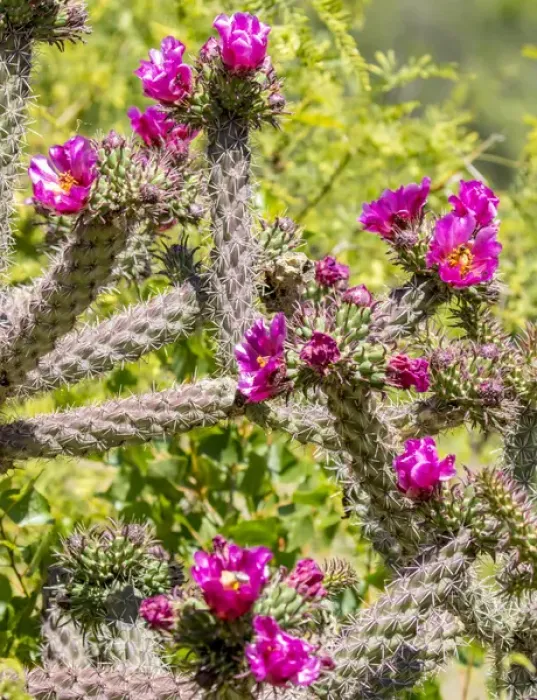 Framed Print : USA, Arizona, Portal. Blooming cactus. Fred Lord  /  Jaynes Gallery  /  DanitaDelimont