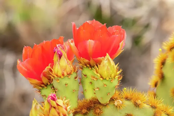 Framed Print : USA, Arizona. Prickly pear cactus blossoms. ©Cathy & Gordon Illg  /  Jaynes Gallery  /  DanitaDelimont.com