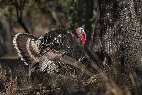 USA, Arizona, Ramsey Canyon. Male Goulds turkey close-up