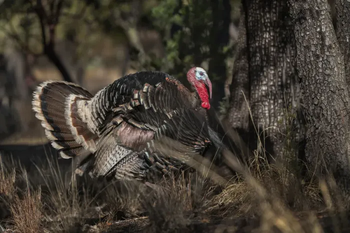 Framed Print : USA, Arizona, Ramsey Canyon. Male Goulds turkey close-up