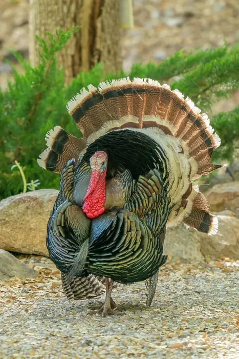 Framed Print : USA, Arizona, Ramsey Canyon. Male turkey displaying. ©Cathy & Gordon Illg / Jaynes Gallery / DanitaDelimont.com Framed Print : USA, Arizona, Ramsey Canyon. Male turkey displaying. ©Cathy & Gordon Illg / Jaynes Gallery / DanitaDelimont.com