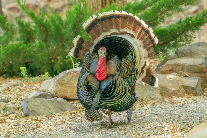 Framed Print : USA, Arizona, Ramsey Canyon. Male turkey displaying. ©Cathy & Gordon Illg / Jaynes Gallery / DanitaDelimont.com Framed Print : USA, Arizona, Ramsey Canyon. Male turkey displaying. ©Cathy & Gordon Illg / Jaynes Gallery / DanitaDelimont.com