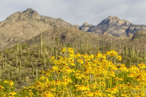 USA, Arizona, Sabino Canyon. Brittlebush blossoms and Catalina Mountains. Credit as