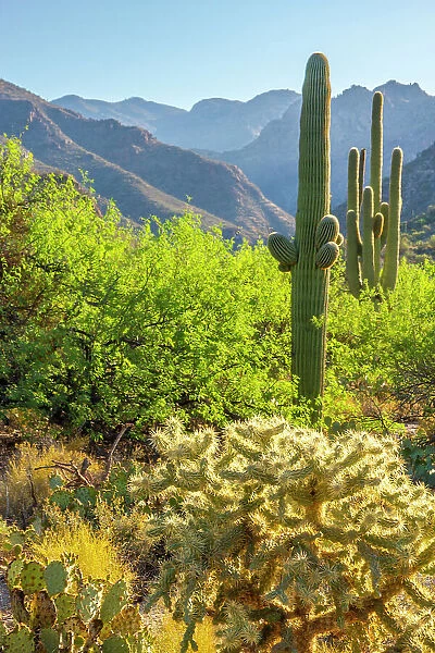 USA, Arizona, Sabino Canyon. Desert landscape with saguaro and cholla cactus