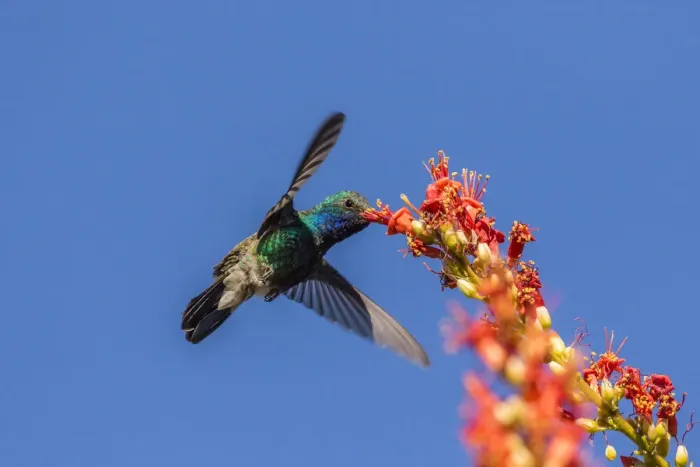 Framed Print : USA, Arizona, Sabino Canyon. Male broad-billed hummingbird feeding on ocotillo blossoms Framed Print : USA, Arizona, Sabino Canyon. Male broad-billed hummingbird feeding on ocotillo blossoms