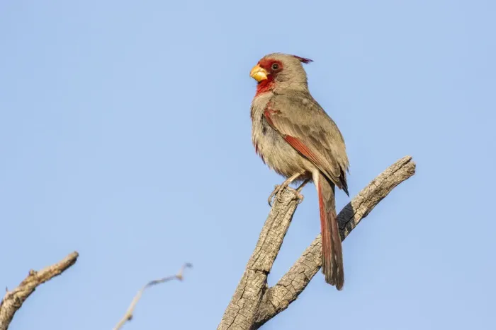 Framed Print : USA, Arizona, Sabino Canyon. Pyrrhuloxia bird on limb Framed Print : USA, Arizona, Sabino Canyon. Pyrrhuloxia bird on limb