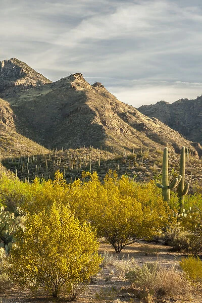 USA, Arizona, Sabino Canyon Recreation Area. Blooming palo verde trees and saguaro cacti