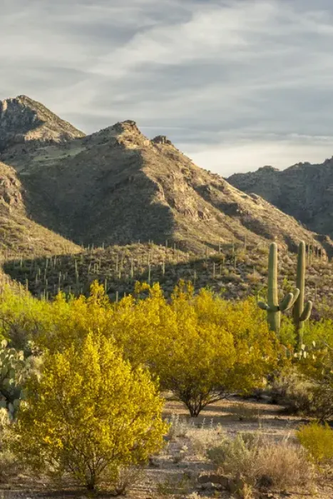 Framed Print : USA, Arizona, Sabino Canyon Recreation Area. Blooming palo verde trees and saguaro cacti