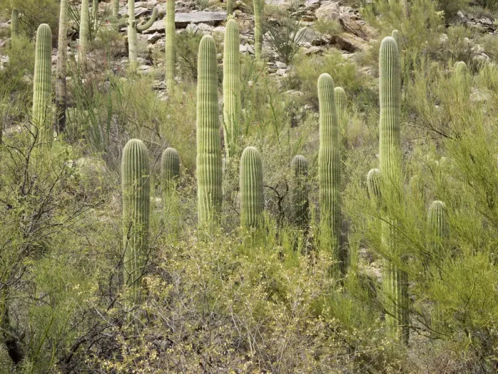 Framed Print : USA, Arizona, Sabino Canyon Recreation Area, Saguaro cactus Framed Print : USA, Arizona, Sabino Canyon Recreation Area, Saguaro cactus