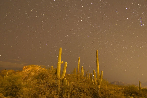 USA, Arizona, Sabino Canyon Recreation Area. Saguaro cactus and stars at night. Credit as