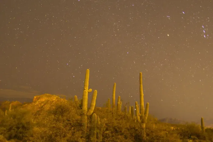 Framed Print : USA, Arizona, Sabino Canyon Recreation Area. Saguaro cactus and stars at night. Credit as Framed Print : USA, Arizona, Sabino Canyon Recreation Area. Saguaro cactus and stars at night. Credit as