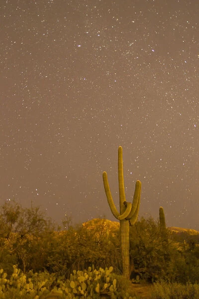USA, Arizona, Sabino Canyon Recreation Area. Saguaro cactus and stars at night. Credit as