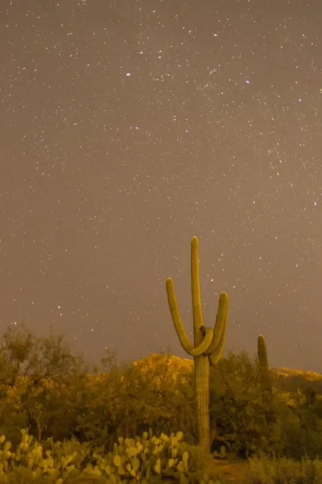 Framed Print : USA, Arizona, Sabino Canyon Recreation Area. Saguaro cactus and stars at night. Credit as Framed Print : USA, Arizona, Sabino Canyon Recreation Area. Saguaro cactus and stars at night. Credit as