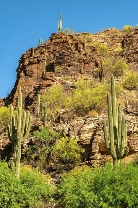 Framed Print : USA, Arizona, Sabino Canyon Recreation Area. Brittlebush and blooming ocotillo cactus. ©Cathy & Gordon Illg / Jaynes Gallery / DanitaDelimont.com Framed Print : USA, Arizona, Sabino Canyon Recreation Area. Brittlebush and blooming ocotillo cactus. ©Cathy & Gordon Illg / Jaynes Gallery / DanitaDelimont.com