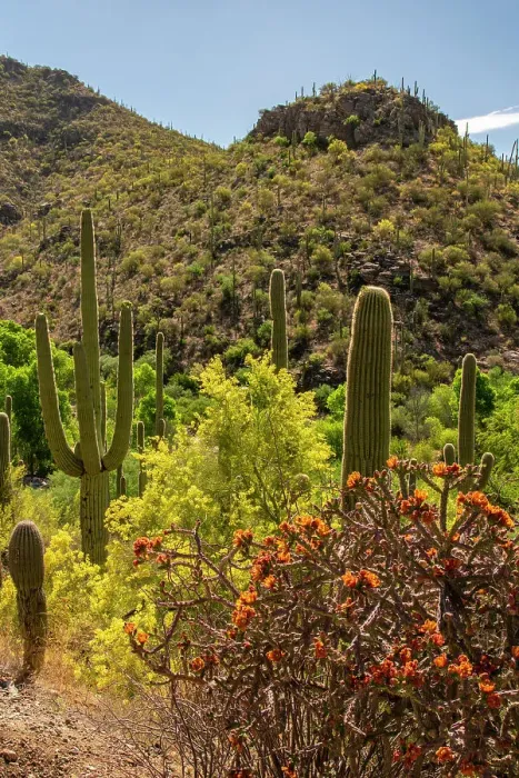 Framed Print : USA, Arizona, Sabino Canyon Recreation Area. Landscape with cholla and saguaro cacti. ©Cathy & Gordon Illg / Jaynes Gallery / DanitaDelimont.com Framed Print : USA, Arizona, Sabino Canyon Recreation Area. Landscape with cholla and saguaro cacti. ©Cathy & Gordon Illg / Jaynes Gallery / DanitaDelimont.com