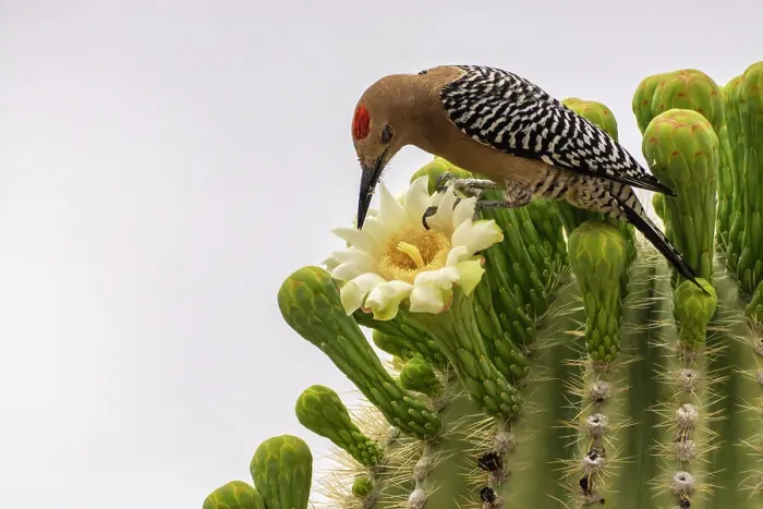 Framed Print : USA, Arizona, Sabino Canyon Recreation Area. Curve-billed thrasher feeding on saguaro cactus flower. ©Cathy & Gordon Illg / Jaynes Gallery / DanitaDelimont.com Framed Print : USA, Arizona, Sabino Canyon Recreation Area. Curve-billed thrasher feeding on saguaro cactus flower. ©Cathy & Gordon Illg / Jaynes Gallery / DanitaDelimont.com