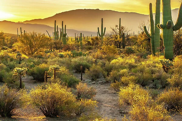 USA, Arizona, Sabino Canyon. Sonoran Desert landscape with cacti and mountains