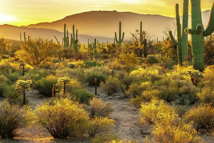 Framed Print : USA, Arizona, Sabino Canyon. Sonoran Desert landscape with cacti and mountains