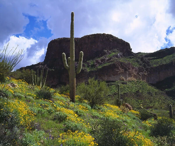 USA; Arizona; Saguaro Cacti in Organ Pipe Cactus National Monument