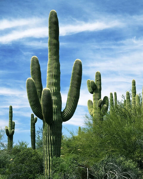 USA, Arizona, Saguaro National Park, Saguaro cacti
