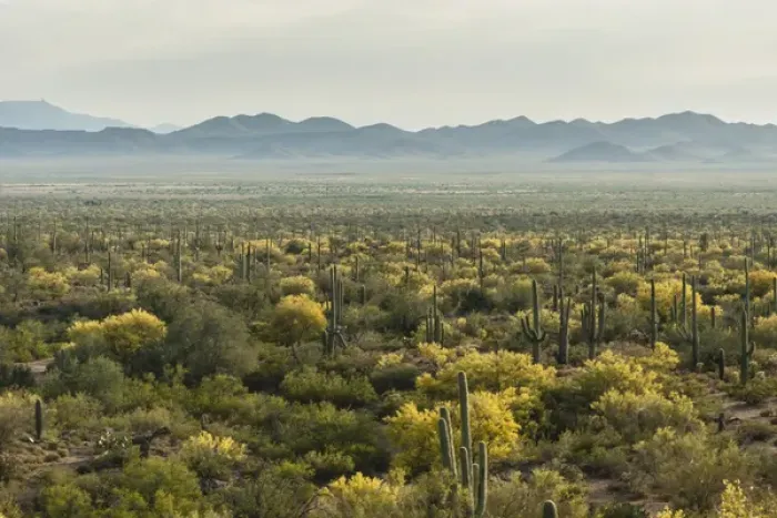 Framed Print : USA, Arizona, Saguaro National Park. Desert landscape Framed Print : USA, Arizona, Saguaro National Park. Desert landscape