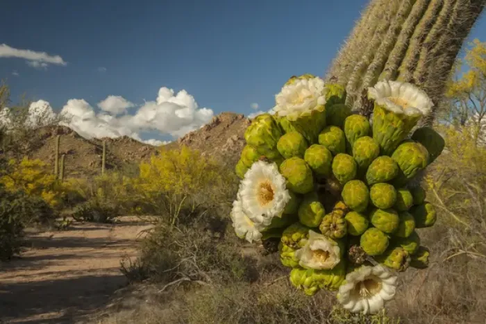 Framed Print : USA, Arizona, Saguaro National Park. Close-up of saguaro cactus blossoms. Credit as