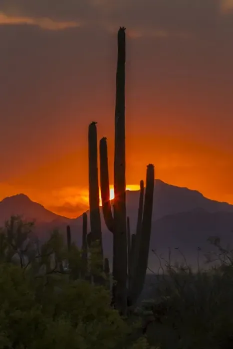 Framed Print : USA, Arizona, Saguaro National Park. Sunset on desert landscape Framed Print : USA, Arizona, Saguaro National Park. Sunset on desert landscape