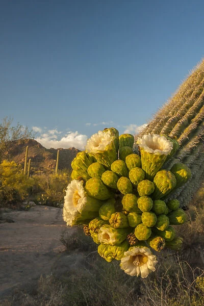 USA, Arizona, Saguaro National Park. Close-up of saguaro cactus blossoms. Credit as