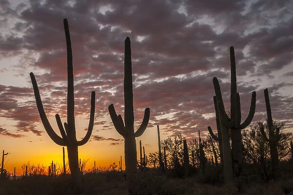 USA, Arizona, Saguaro National Park. Sunset on desert landscape