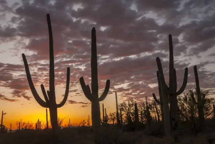Framed Print : USA, Arizona, Saguaro National Park. Sunset on desert landscape Framed Print : USA, Arizona, Saguaro National Park. Sunset on desert landscape