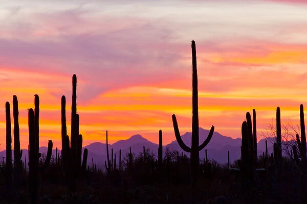 USA, Arizona, Saguaro National Park, Sonoran Desert. Saguaro cactus forest at sunset
