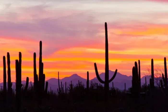 Framed Print : USA, Arizona, Saguaro National Park, Sonoran Desert. Saguaro cactus forest at sunset Framed Print : USA, Arizona, Saguaro National Park, Sonoran Desert. Saguaro cactus forest at sunset