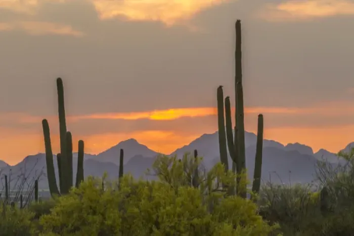 Framed Print : USA, Arizona, Saguaro National Park. Sunset on desert landscape Framed Print : USA, Arizona, Saguaro National Park. Sunset on desert landscape