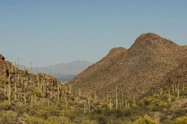 USA, Arizona, Saguaro National Park. Valley in desert landscape