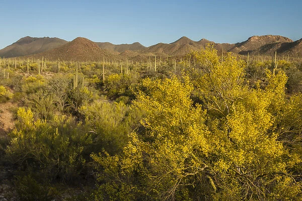 USA, Arizona, Saguaro National Park. Desert landscape