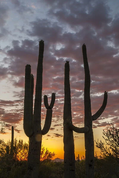 USA, Arizona, Saguaro National Park. Sunset on desert landscape