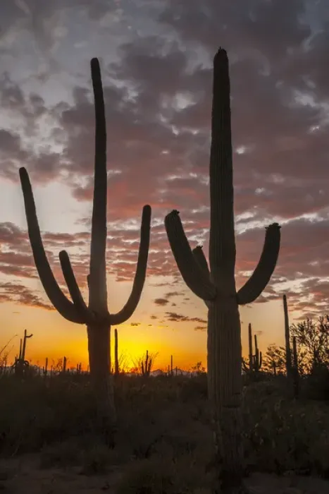 Framed Print : USA, Arizona, Saguaro National Park. Sunset on desert landscape Framed Print : USA, Arizona, Saguaro National Park. Sunset on desert landscape