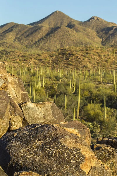 USA, Arizona, Saguaro National Park. Petroglyphs in Sonoran Desert