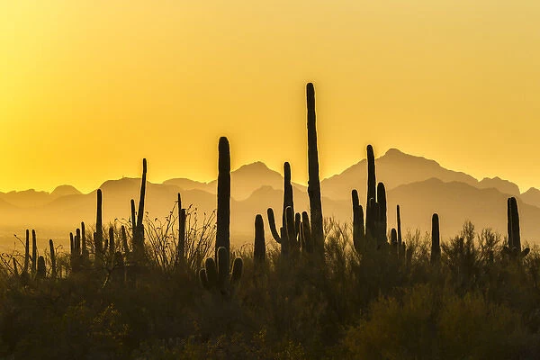 USA, Arizona, Saguaro National Park. Sonoran Desert at sunset