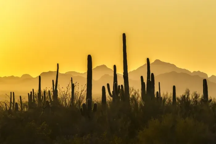 Framed Print : USA, Arizona, Saguaro National Park. Sonoran Desert at sunset Framed Print : USA, Arizona, Saguaro National Park. Sonoran Desert at sunset