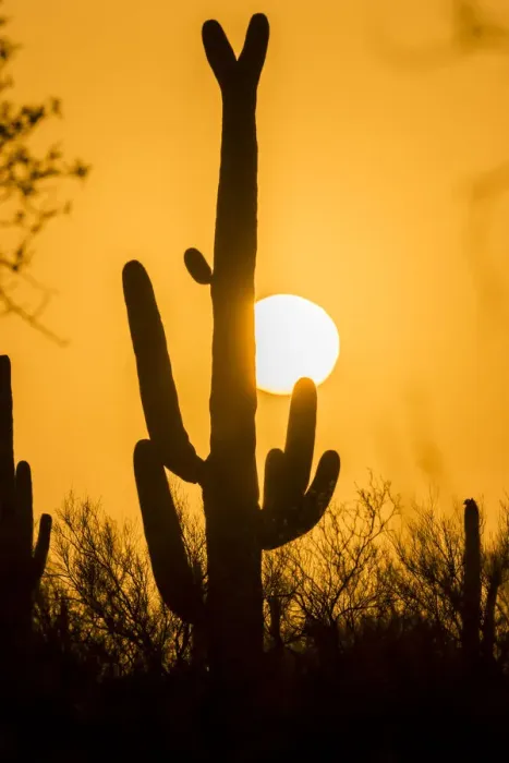 Framed Print : USA, Arizona, Saguaro National Park. Saguaro cactus at sunset Framed Print : USA, Arizona, Saguaro National Park. Saguaro cactus at sunset