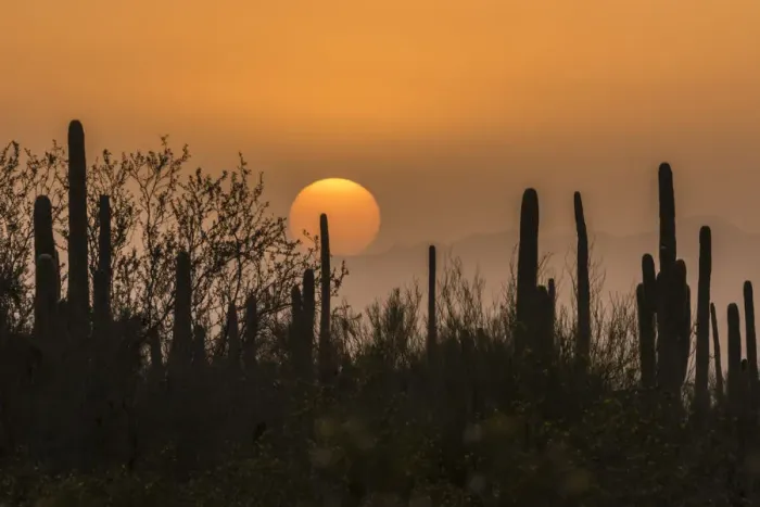 Framed Print : USA, Arizona, Saguaro National Park. Saguaro cactus at sunset Framed Print : USA, Arizona, Saguaro National Park. Saguaro cactus at sunset