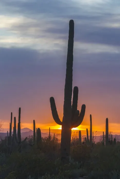 Framed Print : USA, Arizona, Saguaro National Park. Saguaro cactus at sunset Framed Print : USA, Arizona, Saguaro National Park. Saguaro cactus at sunset