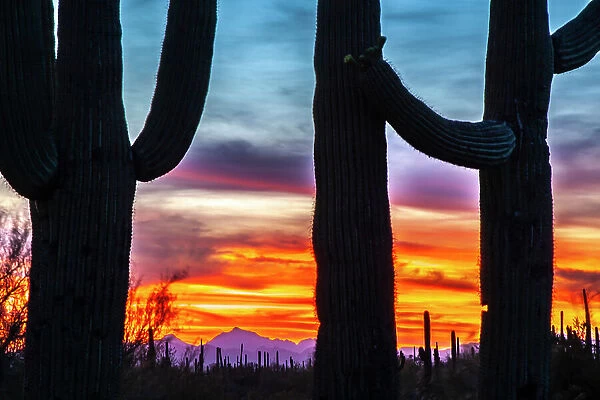 USA, Arizona, Saguaro National Park. Saguaro cacti silhouettes at sunset