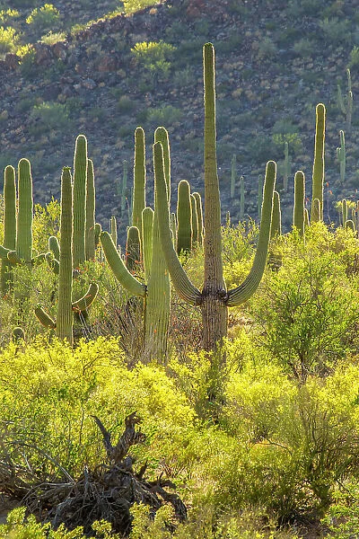 USA, Arizona, Saguaro National Park. Sonoran Desert landscape