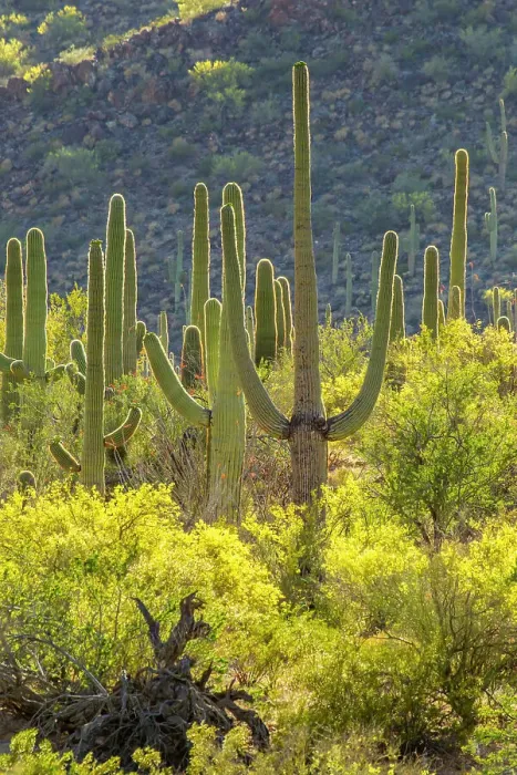 Framed Print : USA, Arizona, Saguaro National Park. Sonoran Desert landscape Framed Print : USA, Arizona, Saguaro National Park. Sonoran Desert landscape