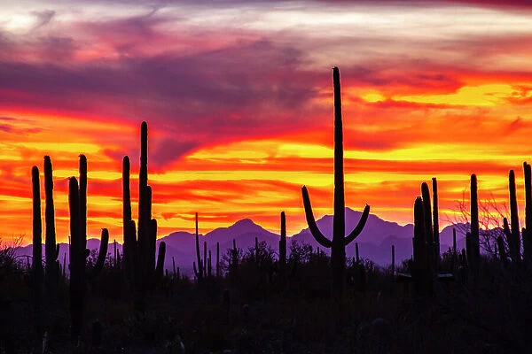 USA, Arizona, Saguaro National Park. Saguaro cacti and mountain silhouette at sunset